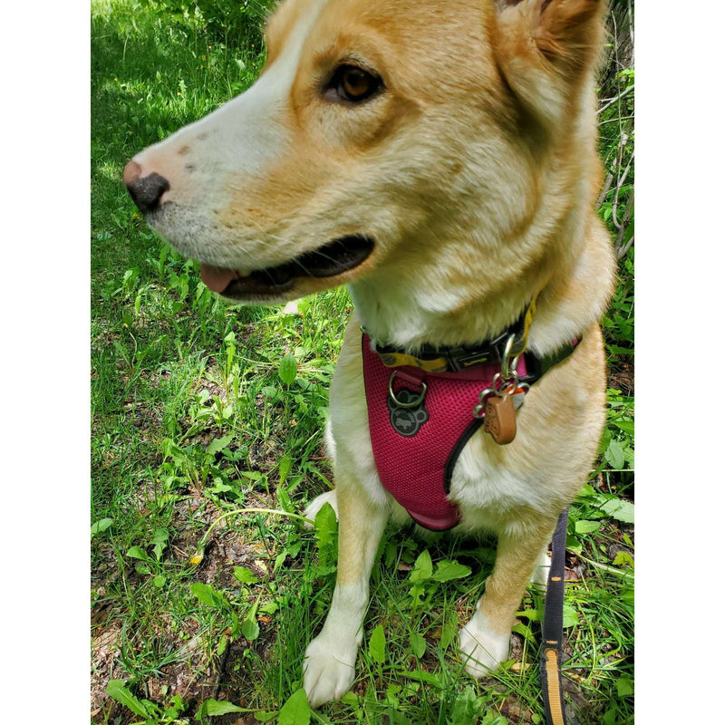 Tickless EcoPet Ultrasonic Tick & Flea Repellent - Biodegradable Cover,EQUIPMENTPREVENTIONBUG STUFF,TICKLESS,Gear Up For Outdoors,