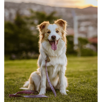 Tickless EcoPet Ultrasonic Tick & Flea Repellent - Biodegradable Cover,EQUIPMENTPREVENTIONBUG STUFF,TICKLESS,Gear Up For Outdoors,