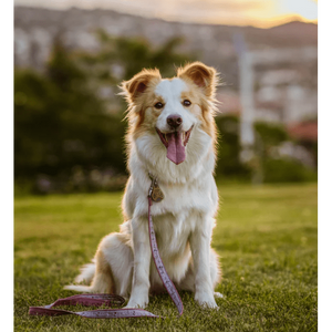 Tickless EcoPet Ultrasonic Tick & Flea Repellent - Biodegradable Cover,EQUIPMENTPREVENTIONBUG STUFF,TICKLESS,Gear Up For Outdoors,